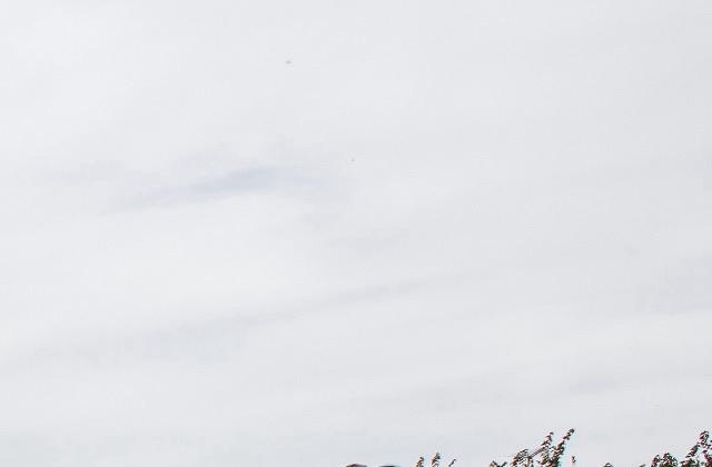 The top right corner of a street photo: a flat white sky with a few treetops at the bottom