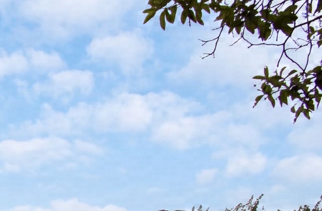 The same corner under a blue sky, with a leafy branch hanging in from the top right